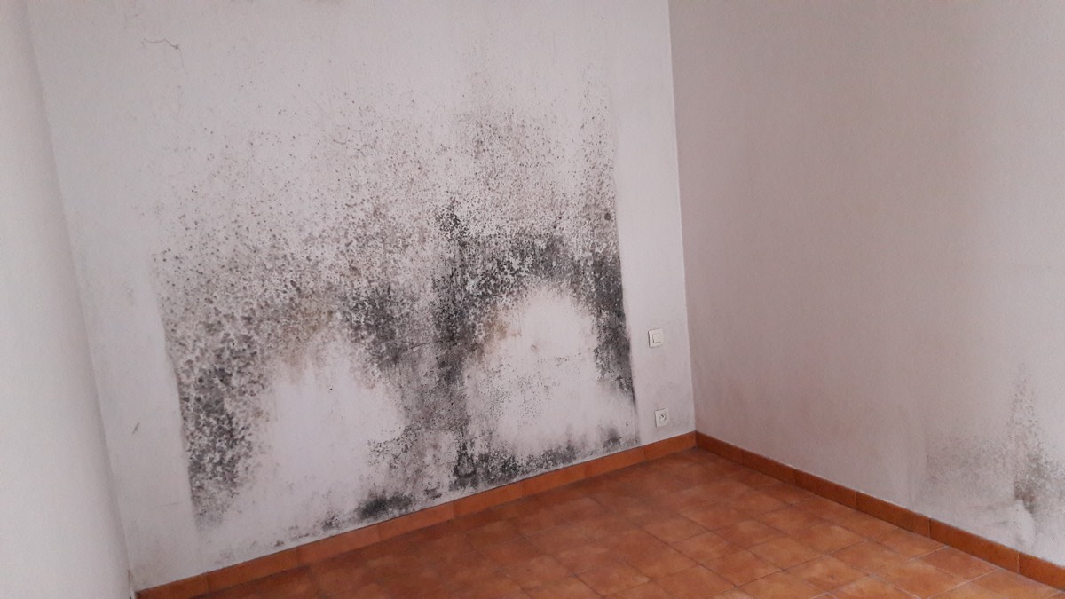 Moisissures - Expertise humidité à Toulouse